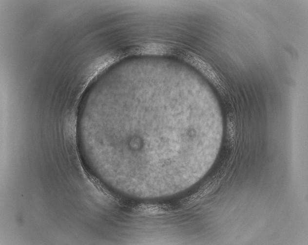 X0000115540534200912041013