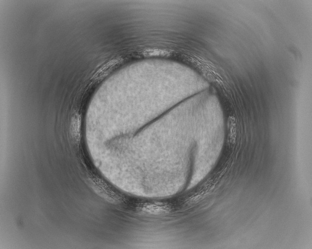 X0000115540550200912041013