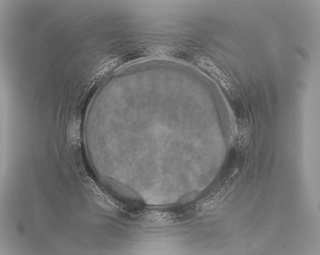 X0000115540585200912041012