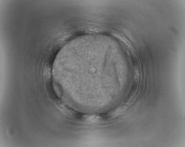 X0000115540621200912041012