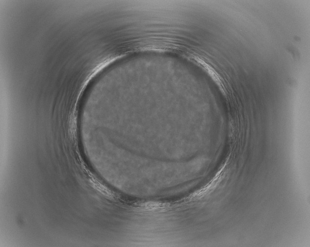 X0000115540779200912041010