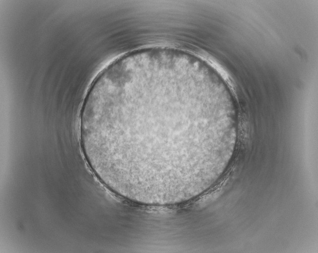 X0000115540807200912041009