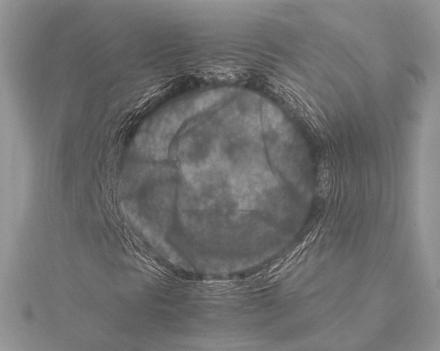 X0000115541297200912041002