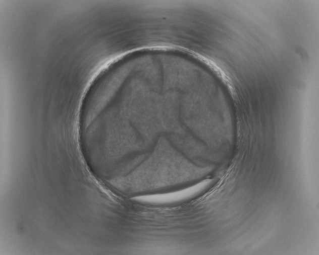 X0000115541327200912041002