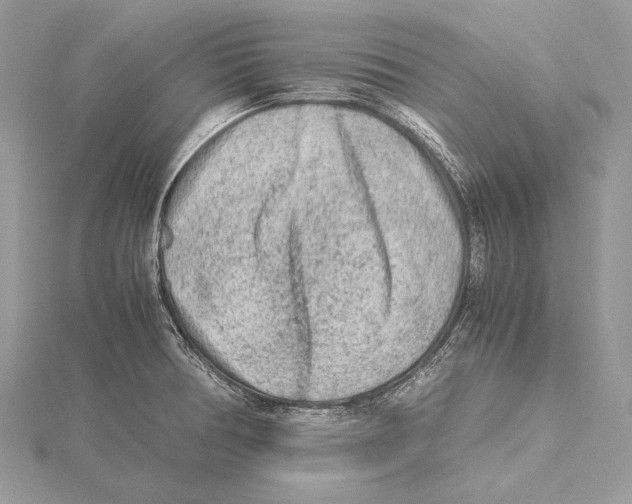 X0000115541378200912041001