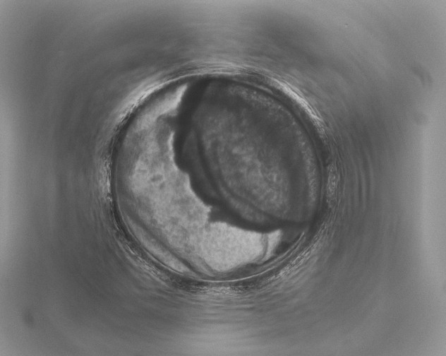 X0000115541455200912041000