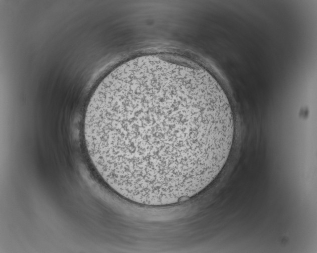 X0000115540010200912181540
