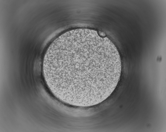 X0000115540016200912181540