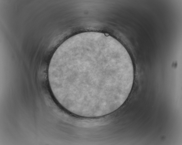 X0000115540017200912181540