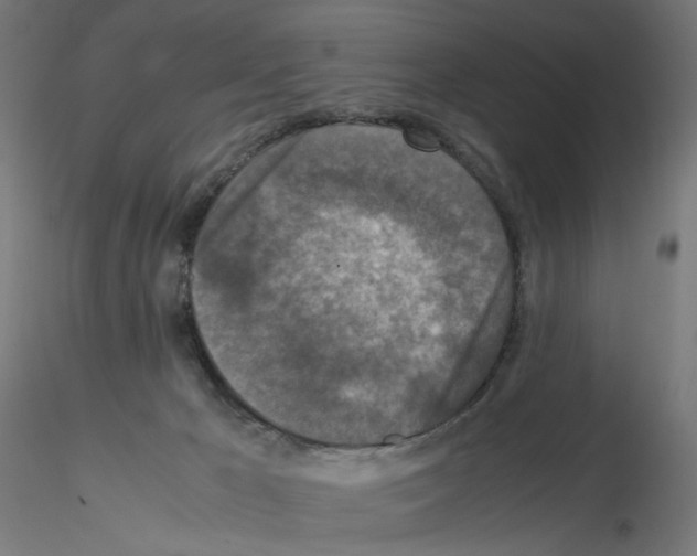 X0000115540029200912181540