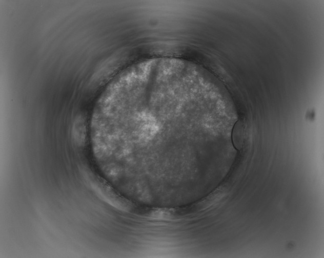 X0000115540080200912181539