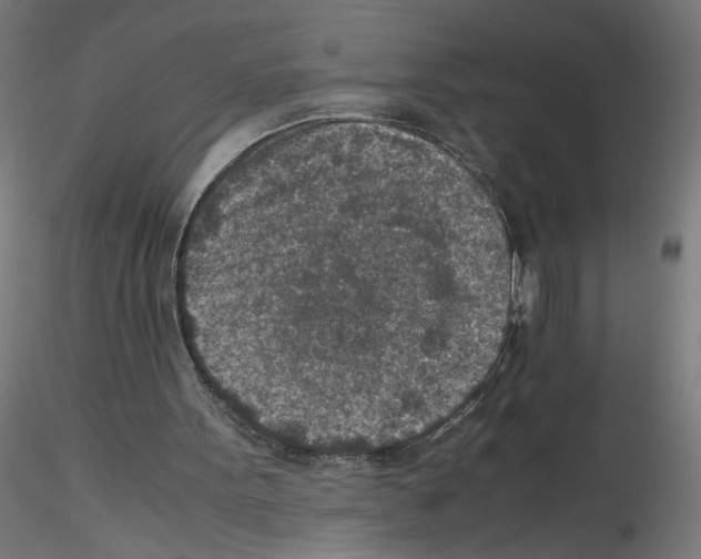 X0000115540099200912181539
