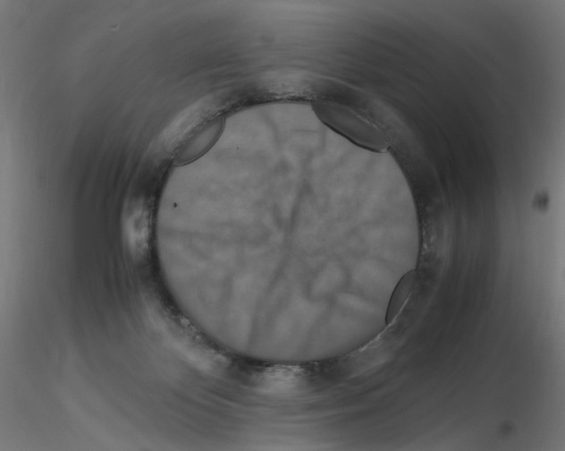 X0000115540124200912181538