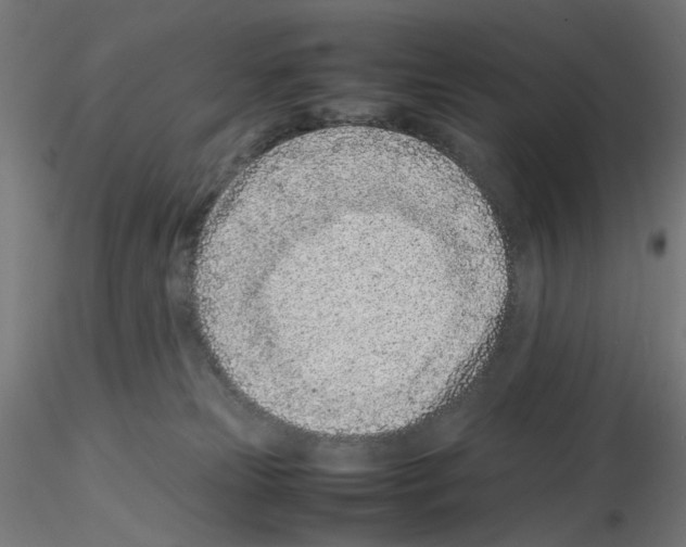 X0000115540181200912181538