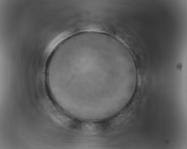 X0000115540199200912181537