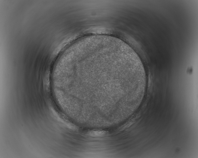 X0000115540202200912181537