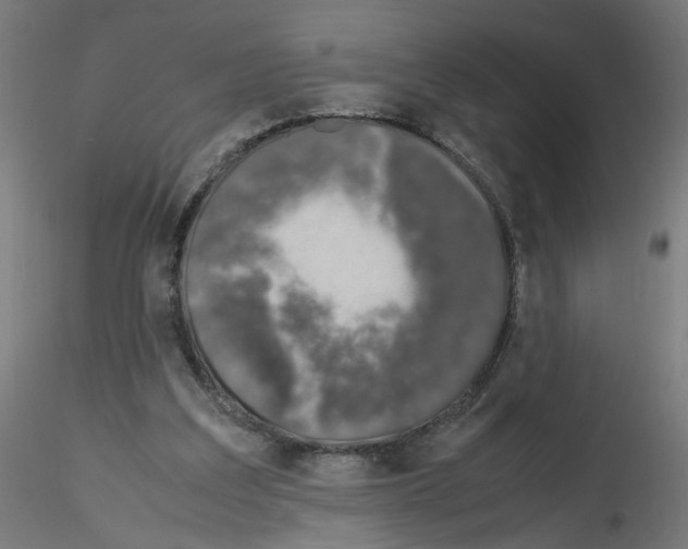 X0000115540203200912181537