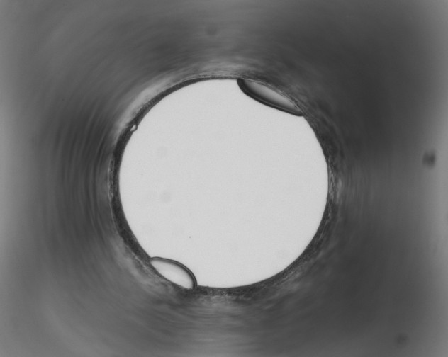 X0000115540244200912181536
