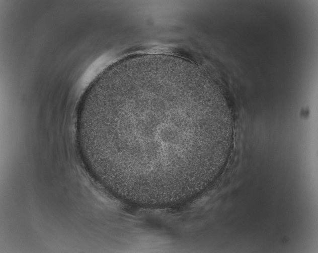 X0000115540295200912181535