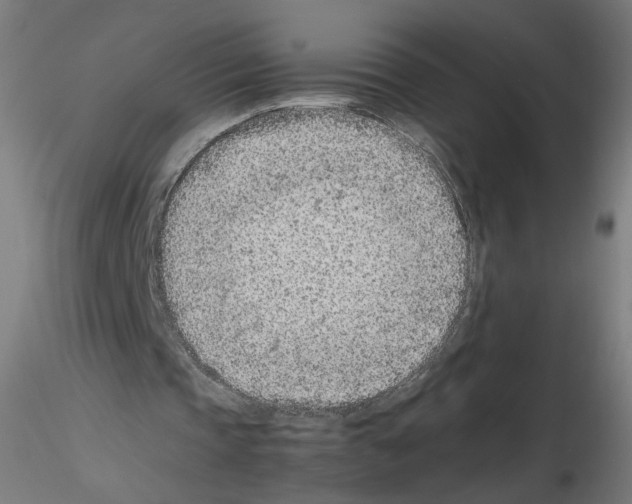 X0000115540337200912181534