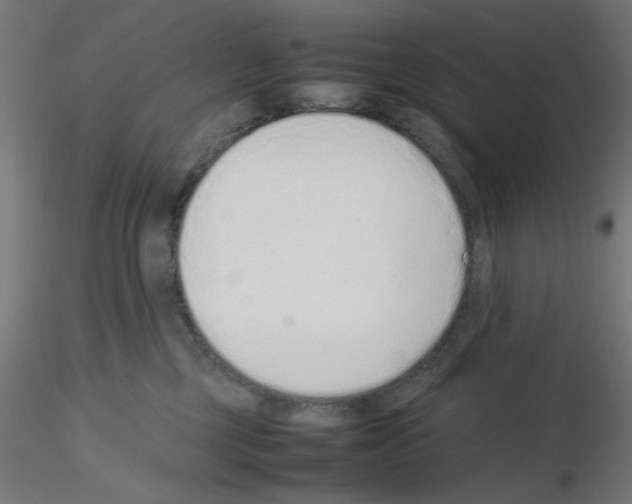 X0000115540377200912181534