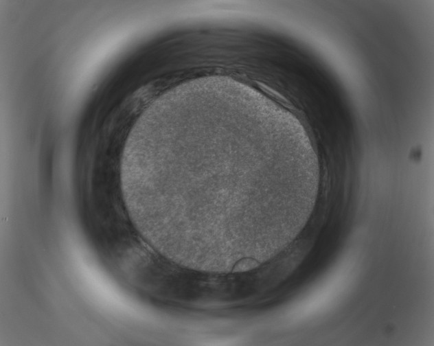 X0000115540383200912181535