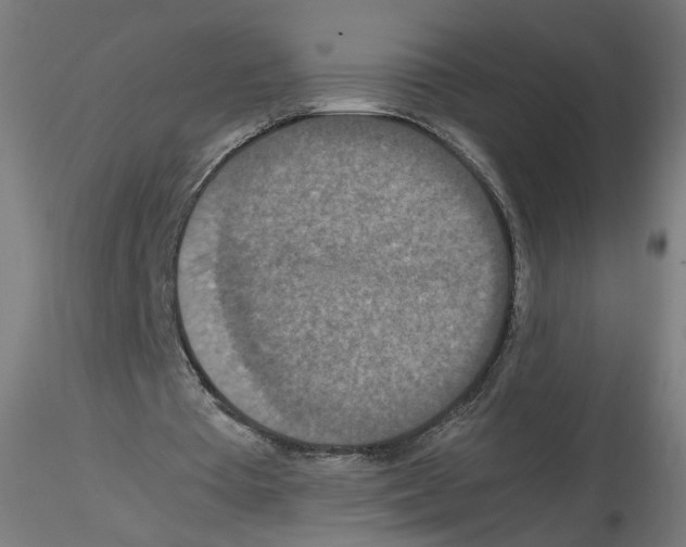 X0000115540385200912181534