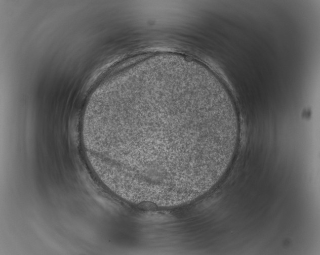 X0000115540386200912181534