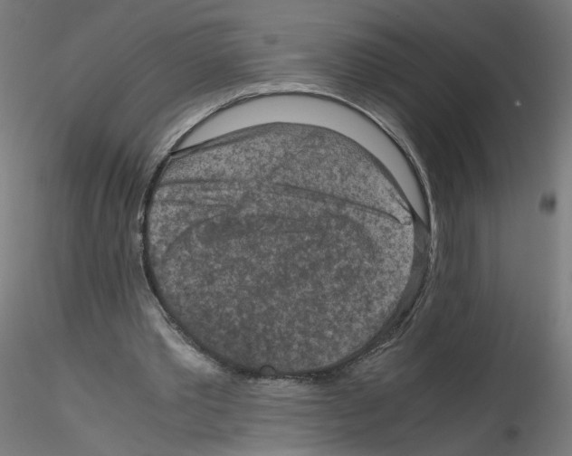 X0000115540389200912181534