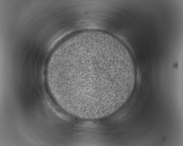 X0000115540390200912181534