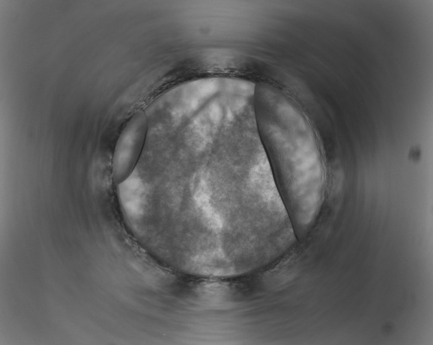 X0000115540413200912181534