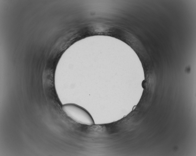 X0000115540421200912181533