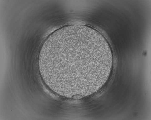 X0000115540433200912181533