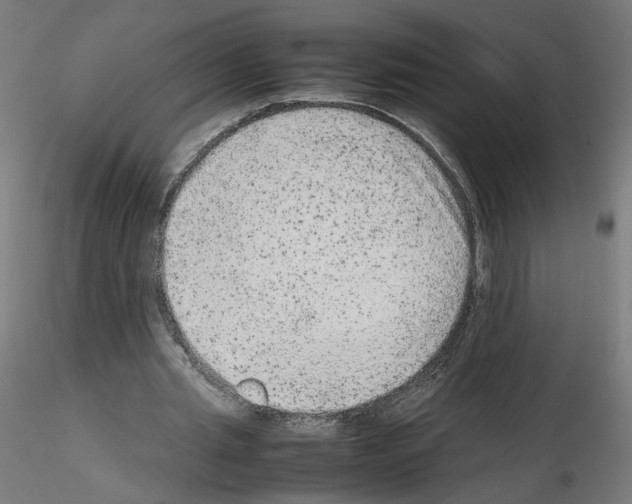X0000115540437200912181533