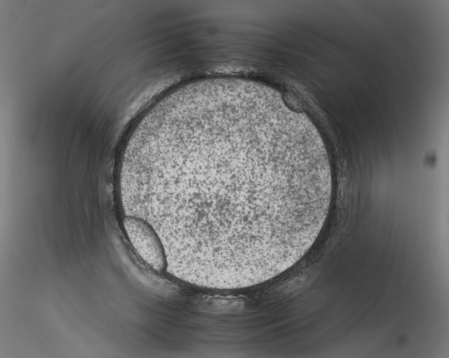 X0000115540443200912181533