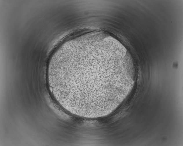 X0000115540446200912181533