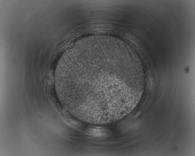 X0000115540467200912181533