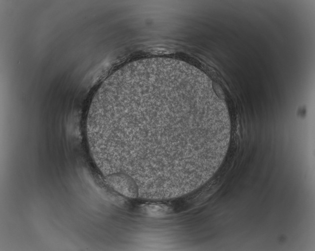 X0000115540512200912181532