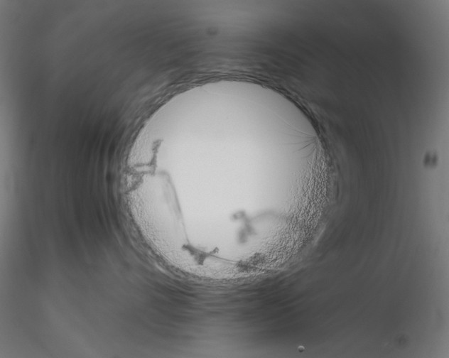 X0000115540528200912181532