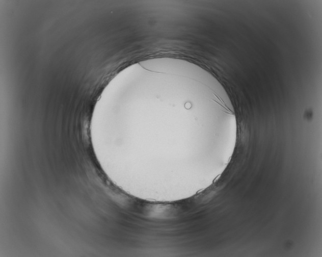 X0000115540575200912181532