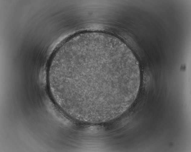 X0000115540584200912181531