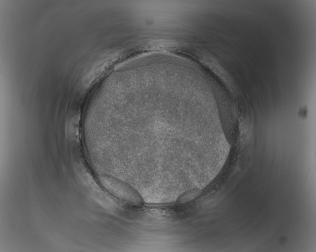 X0000115540585200912181531