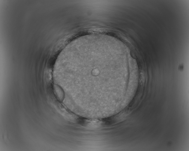 X0000115540621200912181530