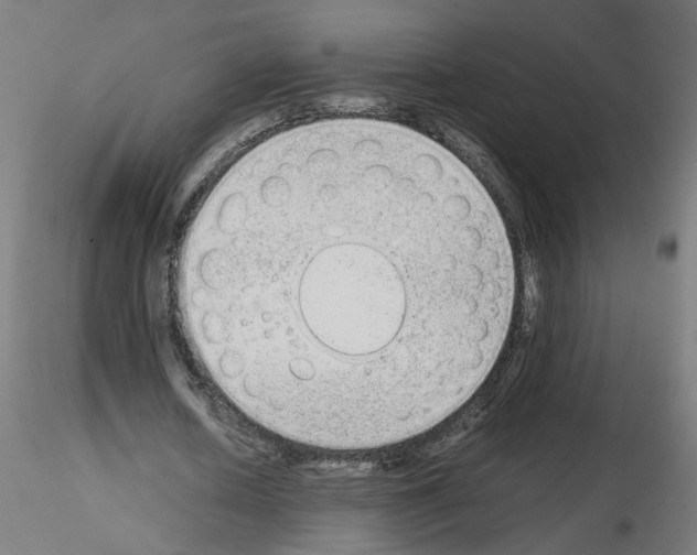X0000115540626200912181530