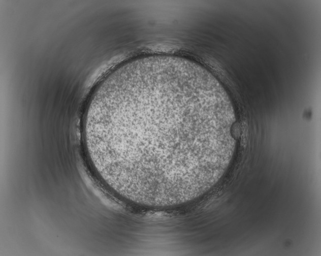 X0000115540634200912181530