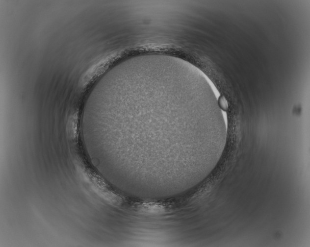 X0000115540640200912181530
