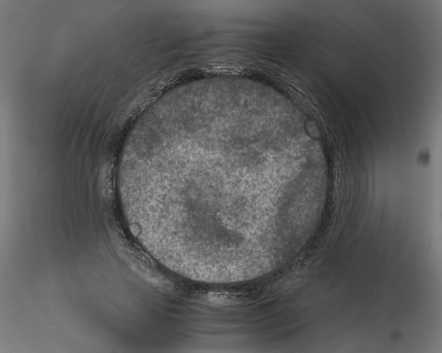 X0000115540641200912181530
