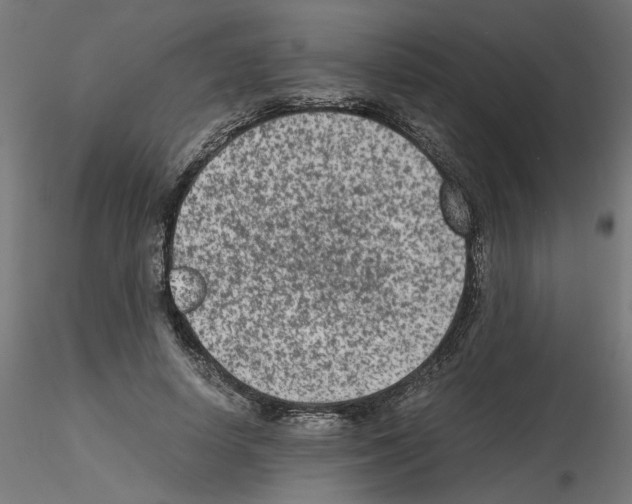 X0000115540642200912181530