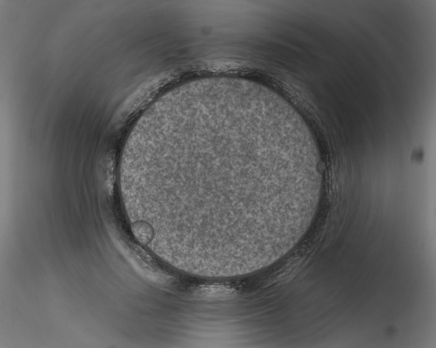 X0000115540644200912181530