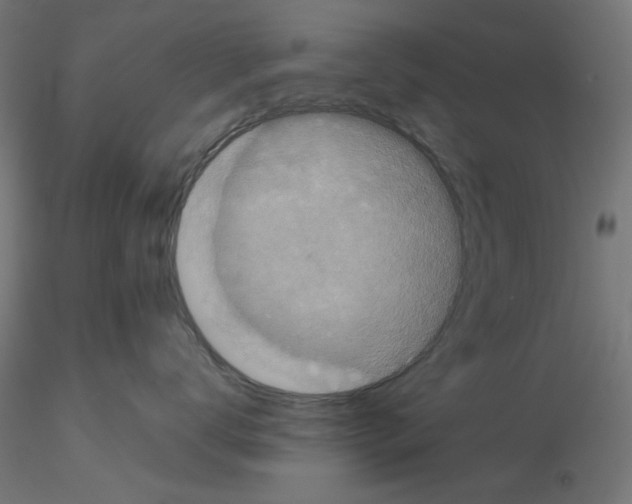 X0000115540672200912181530